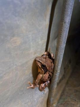 11 Rjava žaba na ograji. Foto A. Skledar